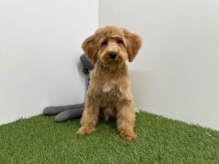 Croise Caniche x Croise male Chiot à vendre 032326301