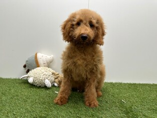 Kruising Poedel x Kruising teefje Puppy te koop 032326313