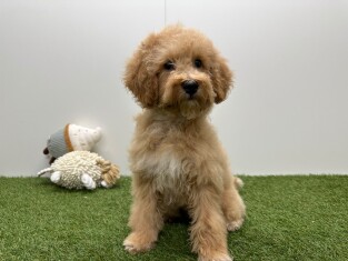 Croise Caniche x Croise male Chiot à vendre 032326340