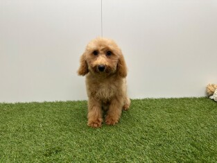 Croise Caniche x Croise male Chiot à vendre 032326359