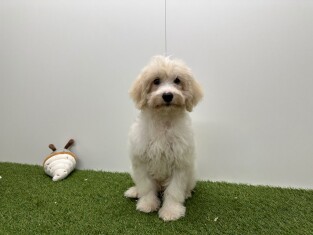 Croise Cavapoo x Croise male Chiot à vendre 032326372