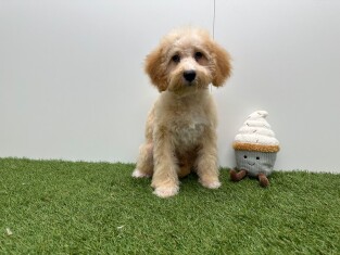 Croise Caniche x Croise male Chiot à vendre 032326422