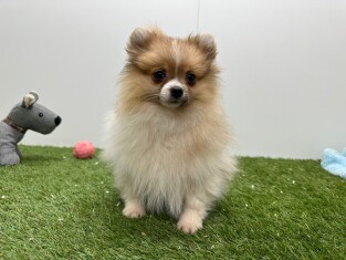 Spitz Nain male Chiot à vendre 032330928