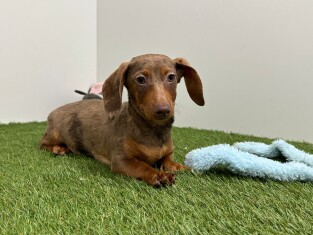 Dachshund male Puppy for sale 032330981