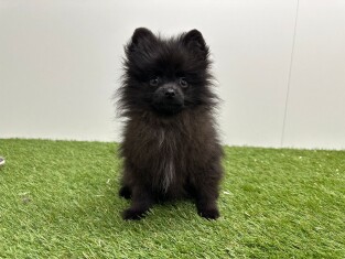 Dwergkees reu Puppy te koop 032330993