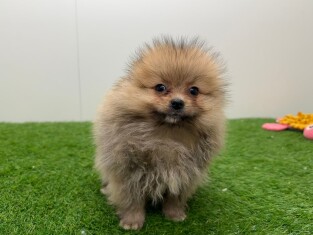 Loulou de Pomeranie male Chiot à vendre 032331008