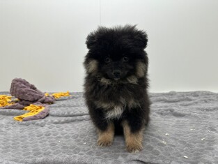 Small Spitz male Puppy for sale 032331015