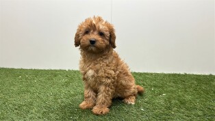 Cavapoo femelle Chiot à vendre 032331113