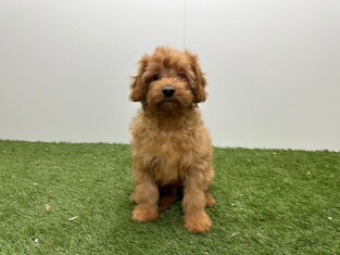 Cavapoo male Chiot à vendre 032331162