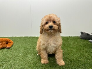 Cavapoo femelle Chiot à vendre 032331169
