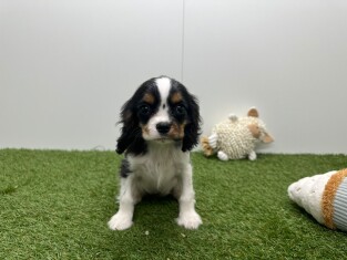 Cavalier King Charles Spaniel female Tricolor - PUP-ID 032465014 | Dierenhof Debrabandere