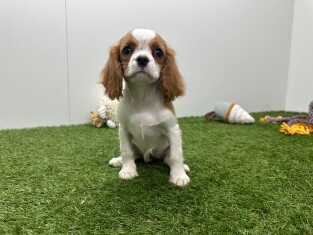 Cavalier King Charles Spaniel femelle Chiot à vendre 032465060