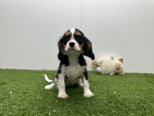 Cavalier King Charles Spaniel female Tricolor - PUP-ID 032465094 | Dierenhof Debrabandere