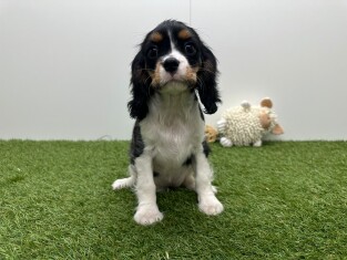 Cavalier King Charles Spaniel femelle Chiot à vendre 032465119