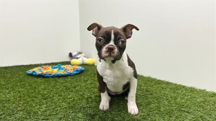 Boston Terrier female Puppy for sale 032466495