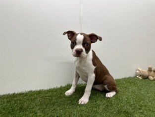 Boston Terrier teefje Chocolat en Wit - PUP-ID 032469947 | Dierenhof Debrabandere