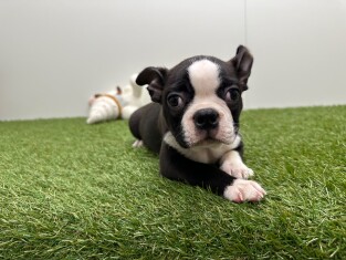 Boston Terrier male Puppy for sale 032470253