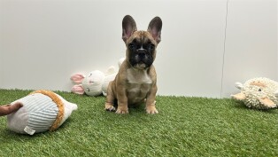 Franse Buldog reu Puppy te koop 032470270
