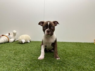 Boston Terrier male Puppy for sale 032470343