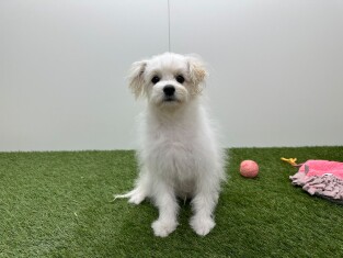 Pom Frise male Adolescent à vendre 032575953