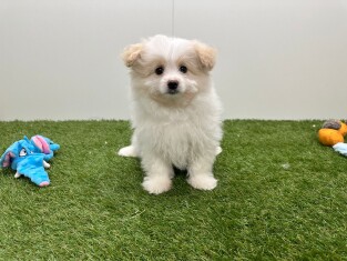 Pom Frise reu 032575954