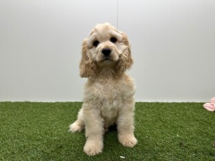 Amerikaanse Cocker Spaniel reu Puppy te koop 032577247