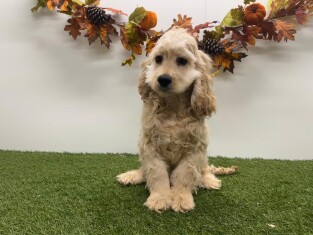 Amerikaanse Cocker Spaniel reu Beige - PUP-ID 032577250 | Dierenhof Debrabandere