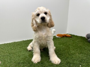 Amerikaanse Cocker Spaniel reu Beige - PUP-ID 032577283 | Dierenhof Debrabandere