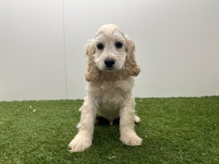 Amerikaanse Cocker Spaniel reu Beige - PUP-ID 032577323 | Dierenhof Debrabandere