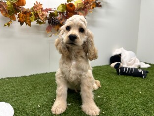 Amerikaanse Cocker Spaniel reu Beige - PUP-ID 032577355 | Dierenhof Debrabandere