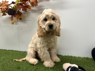Amerikaanse Cocker Spaniel reu Beige - PUP-ID 032577408 | Dierenhof Debrabandere