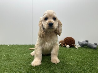 Amerikaanse Cocker Spaniel reu Beige - PUP-ID 032577636 | Dierenhof Debrabandere