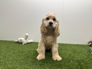 Amerikaanse Cocker Spaniel teefje Beige - PUP-ID 032577640 | Dierenhof Debrabandere