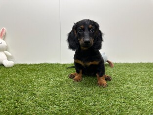 Teckel femelle Chiot à vendre 032578748