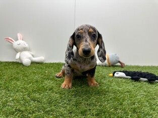 Teckel teefje Merle - PUP-ID 032578843 | Dierenhof Debrabandere