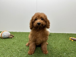 Cavapoo femelle Chiot à vendre 032579400