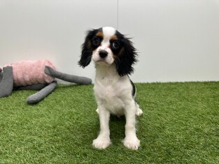 Cavalier King Charles Spaniel male Tricolor - PUP-ID 032579606 | Dierenhof Debrabandere