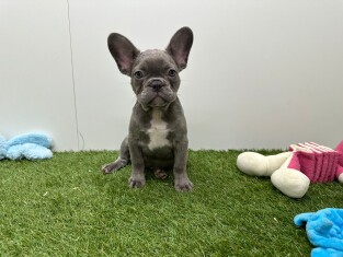 Bouledogue Francais femelle Chiot à vendre 032580091
