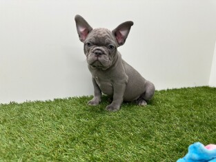 Franse Buldog reu 032580106