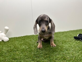 Teckel male Chiot à vendre 032580114