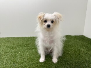 Pom Frise teefje Puberpup te koop 032580473