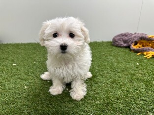 Maltezer teefje Puppy te koop 032581086