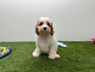 Cavapoo reu Puppy te koop 033446396
