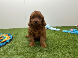 Cavapoo teefje Puppy te koop 033446408