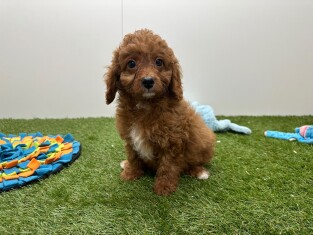 Cavapoo reu Puppy te koop 033446418