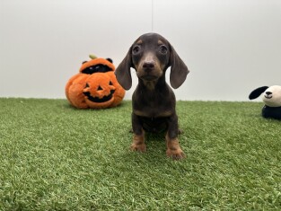 Teckel reu Chocolat - PUP-ID 033448273 | Dierenhof Debrabandere