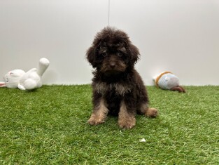 Caniche femelle Chocolat - PUP-ID 033448991 | Dierenhof Debrabandere