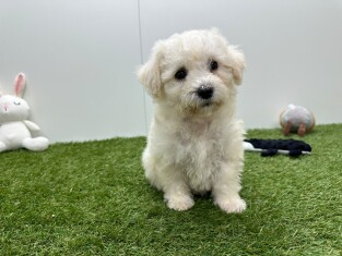 Bichon Frise male Blanc - PUP-ID 033449061 | Dierenhof Debrabandere