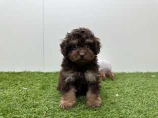 Poedel reu Chocolat - PUP-ID 033449068 | Dierenhof Debrabandere