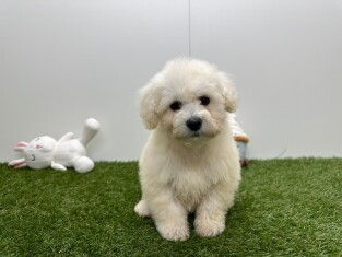 Bichon Frise male Blanc - PUP-ID 033449073 | Dierenhof Debrabandere
